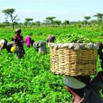 Gombe women farmers complain about losses after harvest.