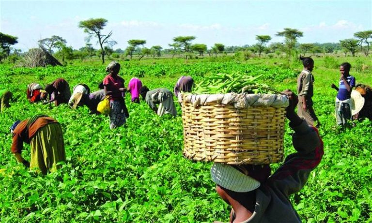 Gombe women farmers complain about losses after harvest.