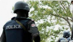 25 wandering cattle are found by police in the Sokoto forest.