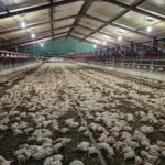 Following cannibalism, thousands of chickens were put down in South Africa.