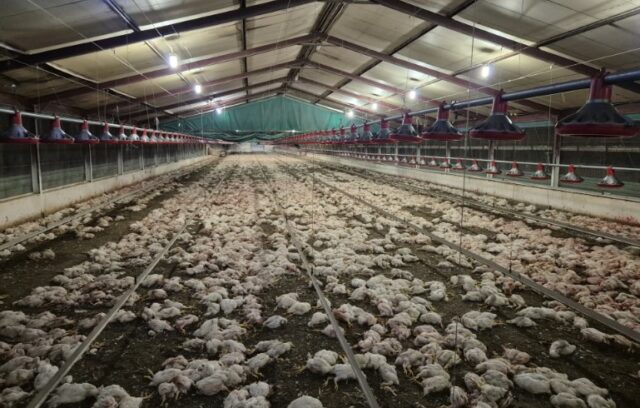 Following cannibalism, thousands of chickens were put down in South Africa.