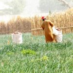 How fake agric ‘credit providers’ dupe farmers