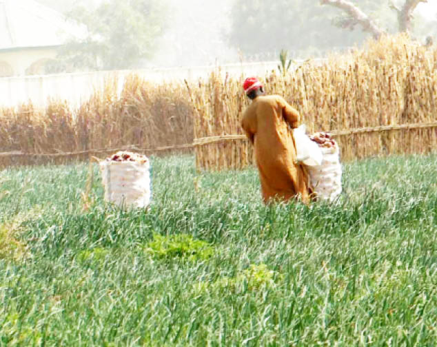 How fake agric ‘credit providers’ dupe farmers