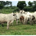 Commissioner: Oyo’s anti-open grazing law is still in effect.