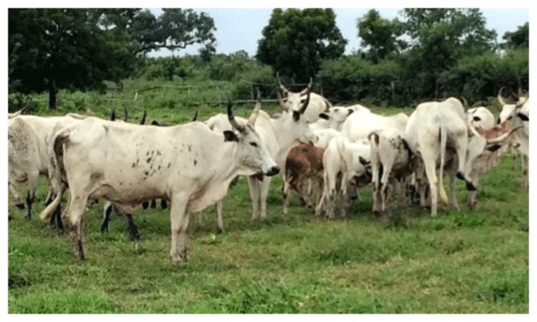Commissioner: Oyo’s anti-open grazing law is still in effect.