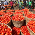 Tomato farmers attribute price hike to Sallah, low production.