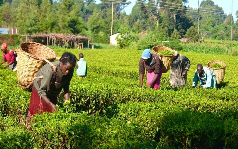 Nigeria’s greatest route to riches is still through agriculture.