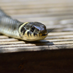 An activist informs the state government to declare a snake bite emergency in Benue.