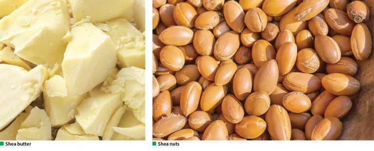 A 50-ton shea butter factory will be put into operation in Kwara.