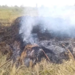 Suspected herdsmen destroy millions of dollars’ worth of crops by burning a rice farm in the Benue community.