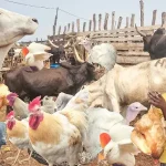 Yelutide: Despite a price drop, livestock traders bemoan little patronage