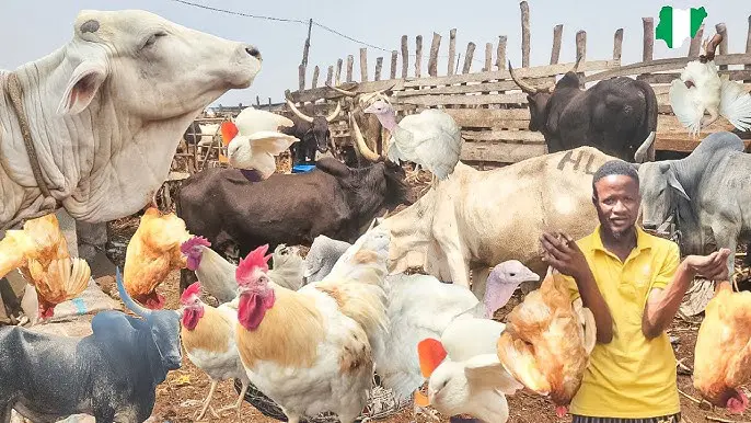 Yelutide: Despite a price drop, livestock traders bemoan little patronage