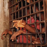 82 female Nigerians on death row – ASF France.