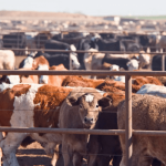 Nigeria fights livestock illnesses and aims to distribute vaccines more widely.