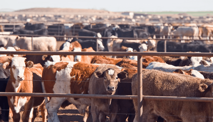 Nigeria fights livestock illnesses and aims to distribute vaccines more widely.