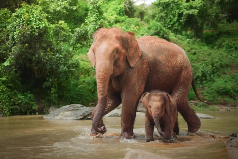 How Nigeria’s battle for conservation is shown by a rescued orphan elephant