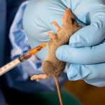 The NCDC reports that 214 people have died from Lassa fever.